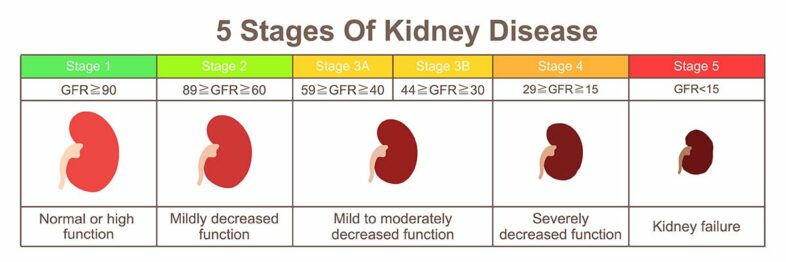 What Is End Stage Kidney Disease In Cats