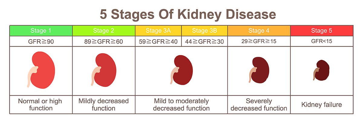 What Blood Levels Indicate Kidney Failure In Dogs