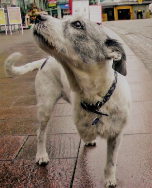 Dog photo