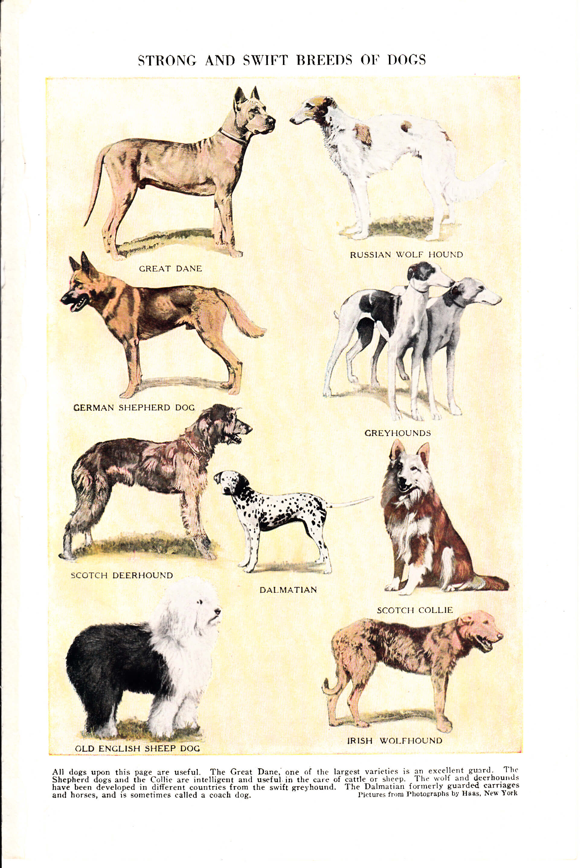 What Are The Top 5 Dog Breeds at Jane Mcgary blog