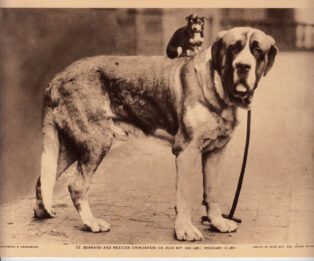 Mentor Dog2