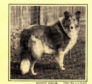 Mentor Dog6_NEW