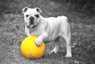 Bulldog with ball