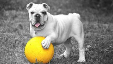 Bulldog with ball
