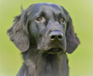 Dog photo2