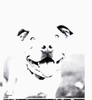 Dogs Public Domain3_0001_NEW_0001