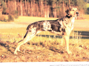Dogs Public Domain3_NEW