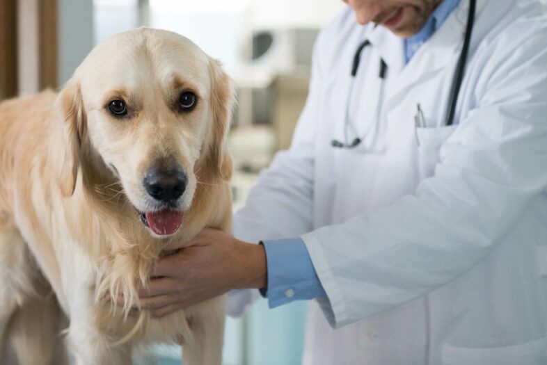 Stop Using Dogs In Reseach
