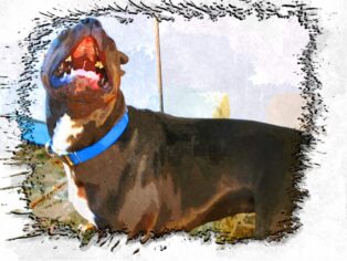 Why Puppies Teeth