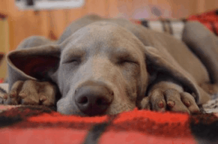 Dogs Give Signals