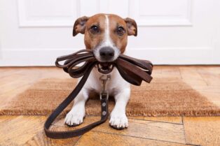 Puppies Need You