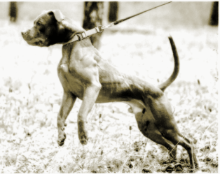 Stop Choking Your Dog