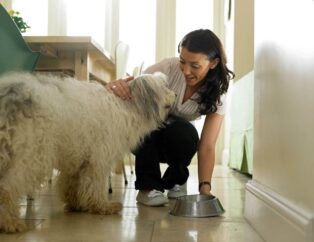 A Proper Dog Diet