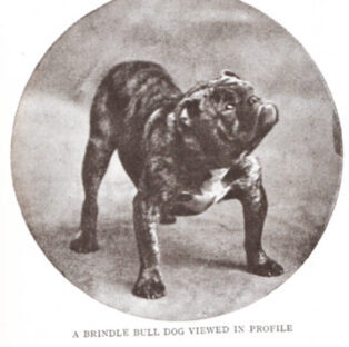 Dog Chart_0001_NEW