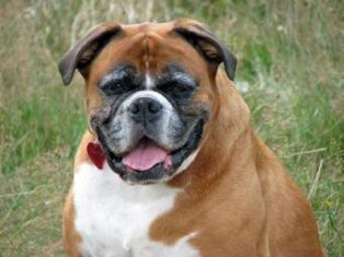 Dog Diseases