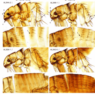 Save Your Dog From This Pest