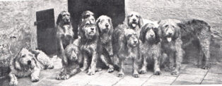 Dog Lifespans