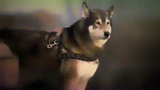 Use A Dog Harness