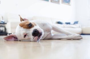A Dog's Life