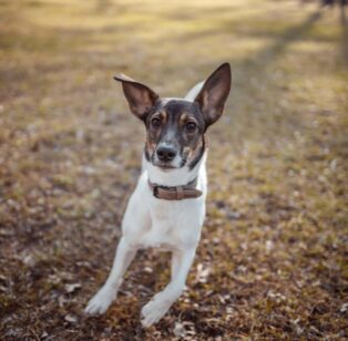 A Happy Dog