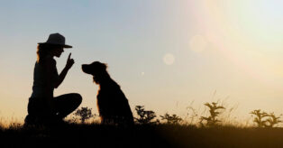 Old Dogs