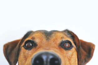 Peeking Dog