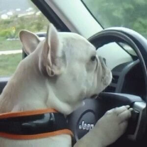  Dog In Hot Car