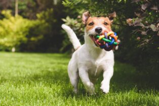 Dog Diseases