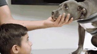 Getting To Know Dogs