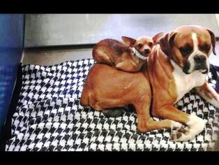 A Dogs Family Includes Other Dogs