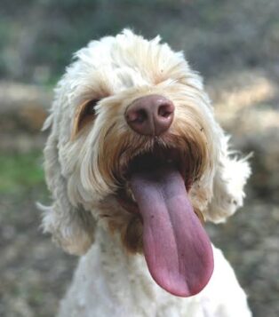 Dog Panting Can Be Serious From Being Overheated To Stressed