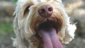 Dog Panting Can Be Serious From Being Overheated To Stressed